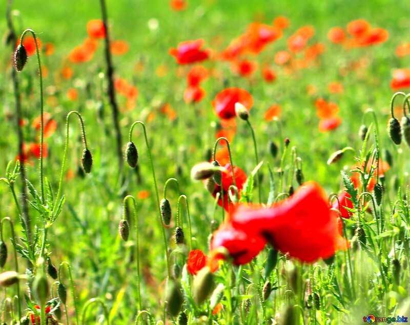 поле красных цветков №34245
