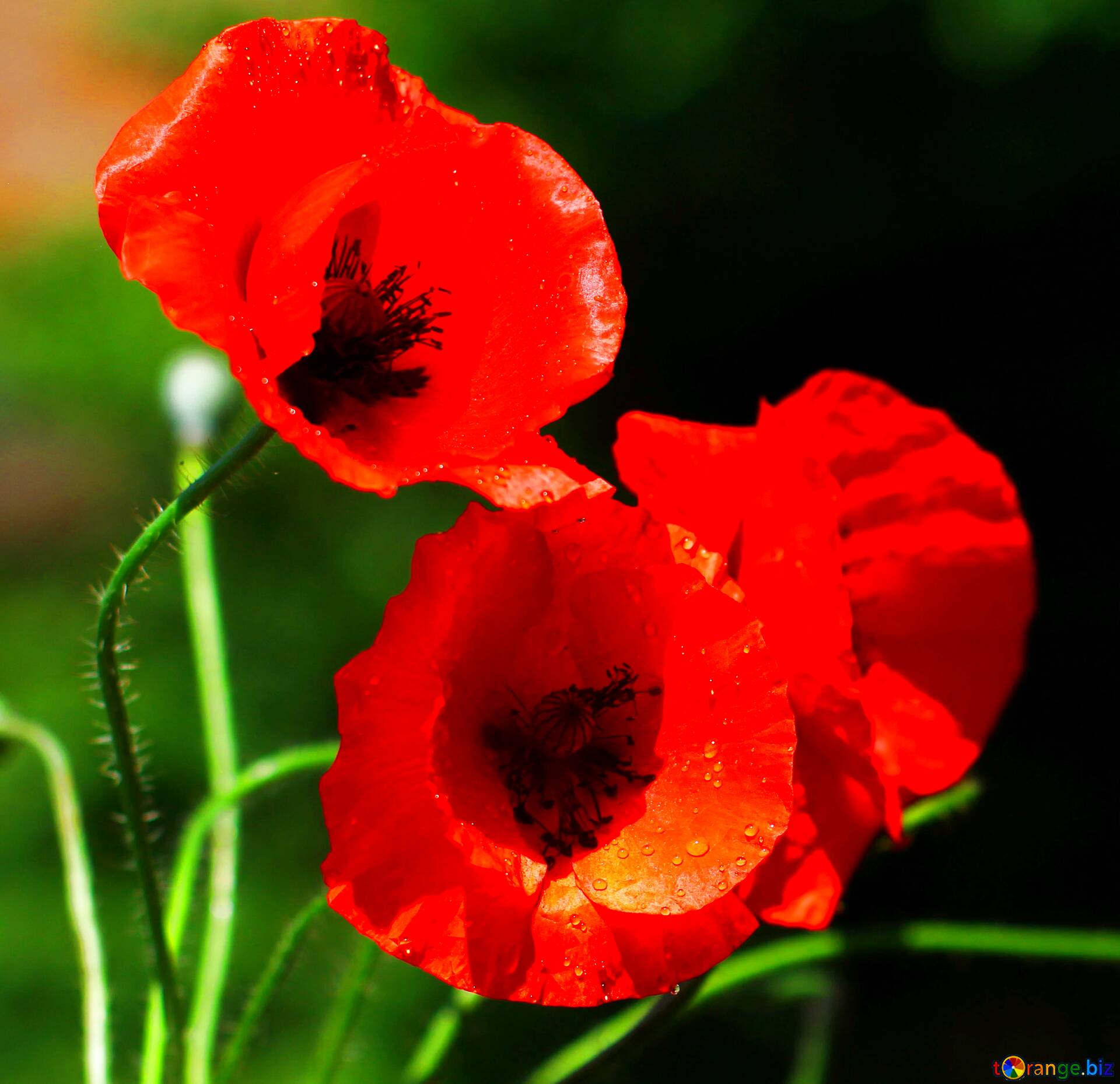 https://torange.biz/photofxnew/53/HD/light-very-vivid-colours-fragment-background-beautiful-poppies-53100.jpg