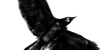 FX №53882 Обложка. Рисунок силуэт ворона клипарт для хэллоуин  .