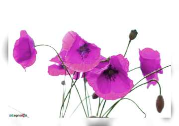 FX №53053 Poppy flowers pink