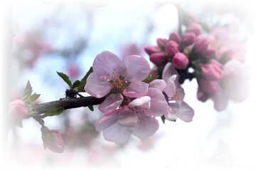 FX №53609 flowers of apple