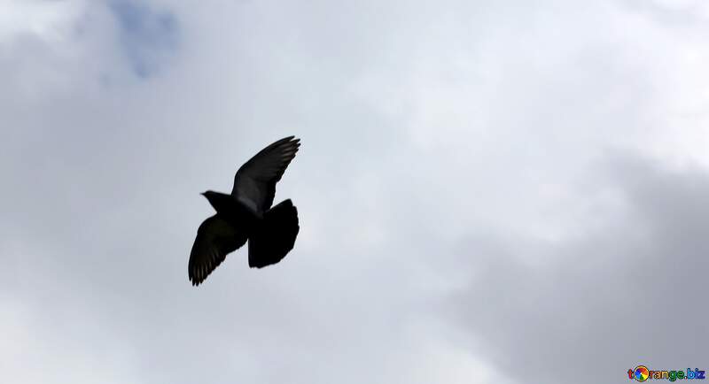 flying dove bird №37366