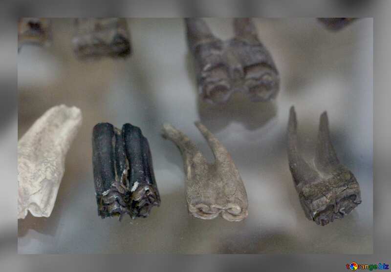 Teeth of ancient animals №39353