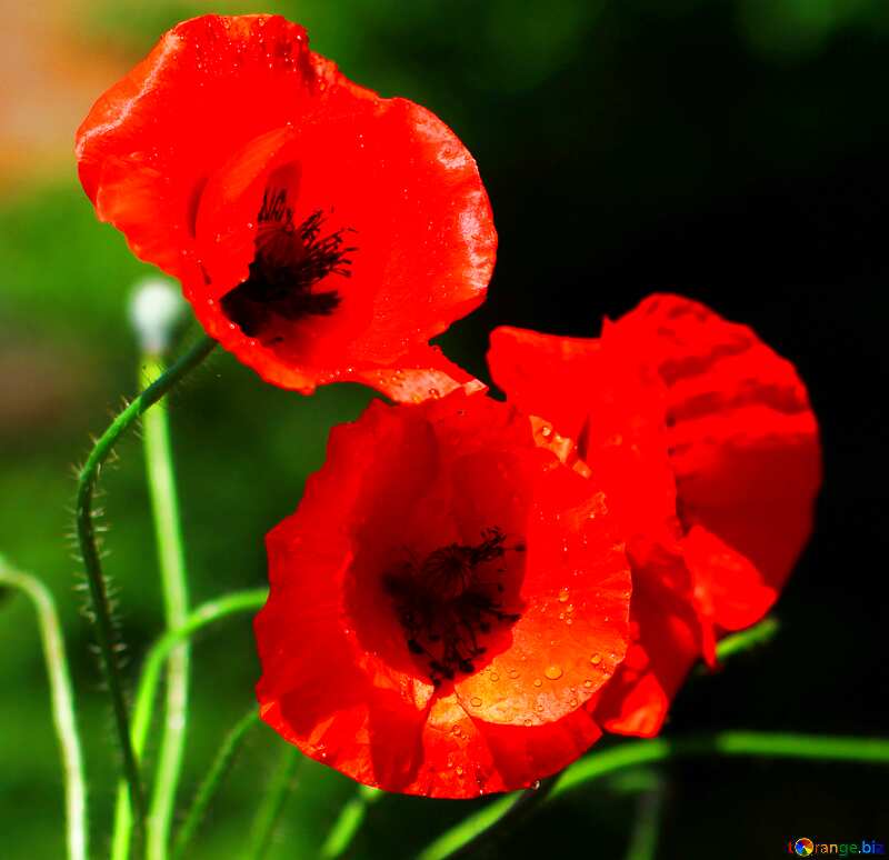 Beautiful poppies flowers  background №37107