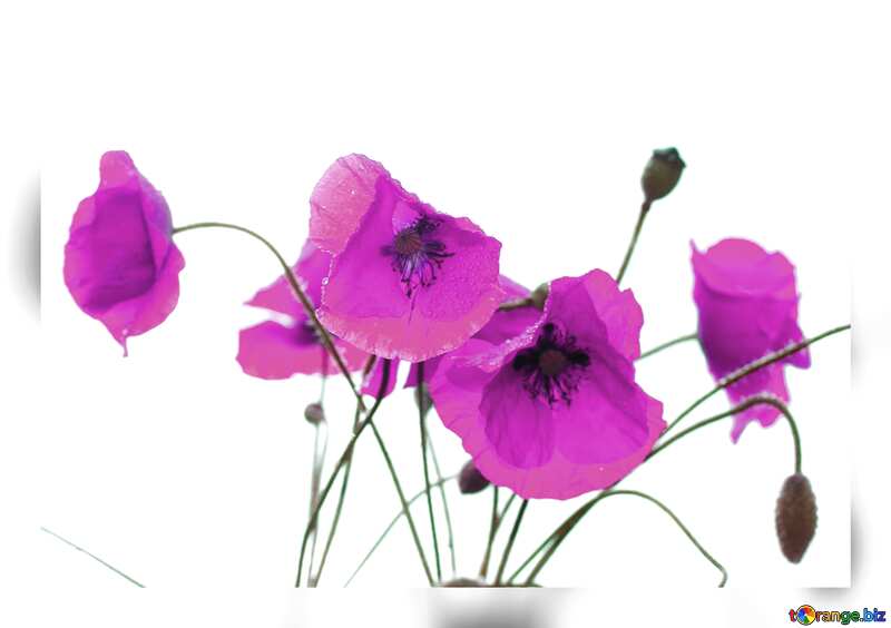 Poppy flowers pink №37054