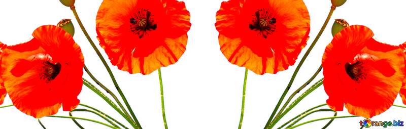 Two orange red poppy`s bouquet №37135