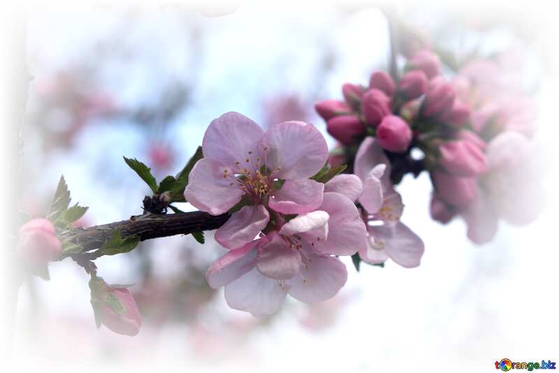 flowers of apple №39782