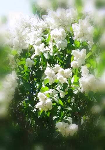 FX №54085  bloomed lilac tree