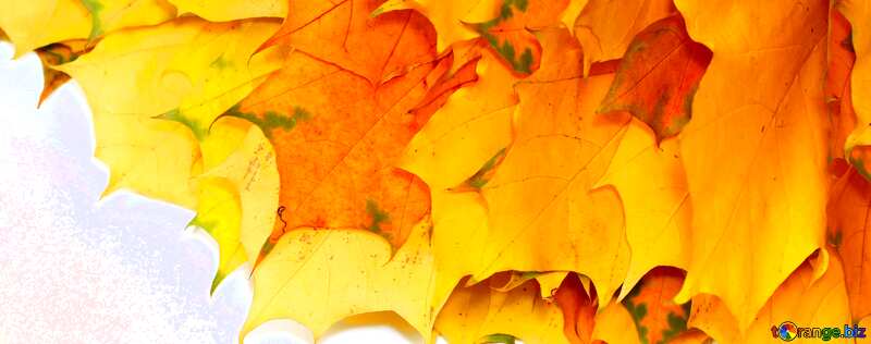 Обложка. Желтые  осенние листья изолированно. №40870