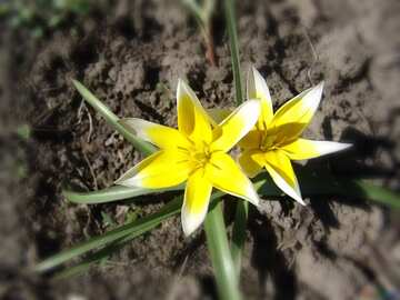 FX №56906 Yellow Spring Flower