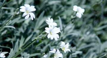 FX №56197 White Phlox flowers