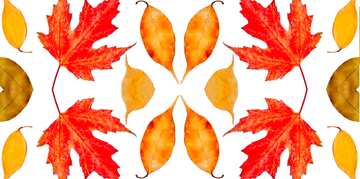 FX №56108 Autumn leaves pattern