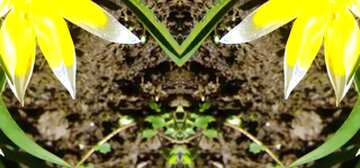 FX №56312 spring mirrored image of dirt and plants shoots