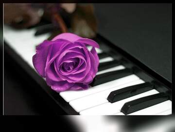 FX №56788 Pink Rose flower  on piano keys blank card