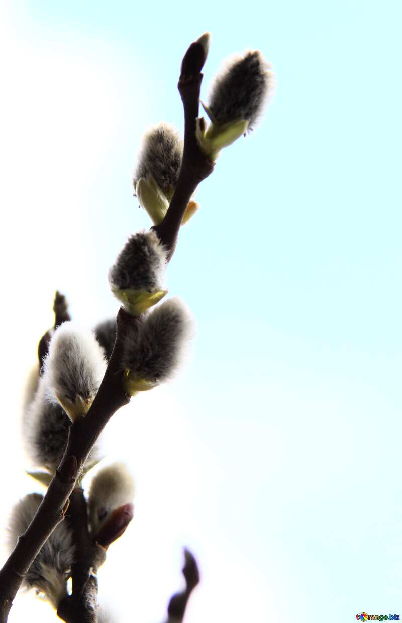 Spring willow. №7493