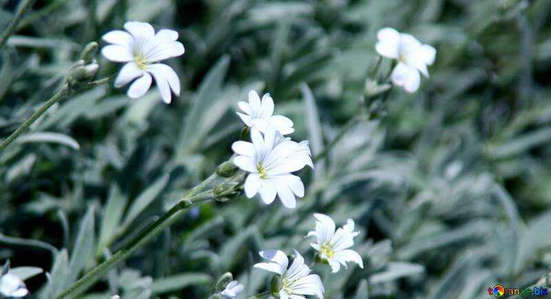 White Phlox flowers №5018