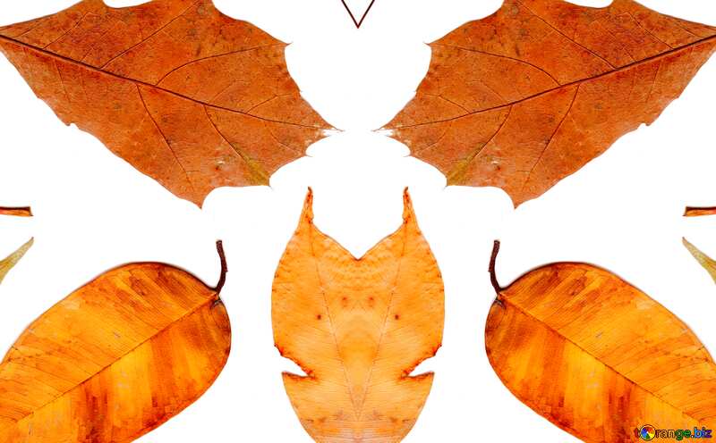 Autumn leaves on a white background pattern №47262