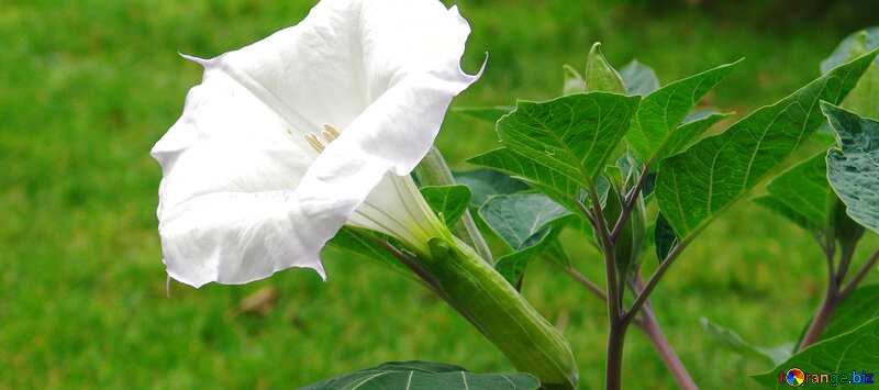 Обложка. Белый цветок в форме колокола. №6971