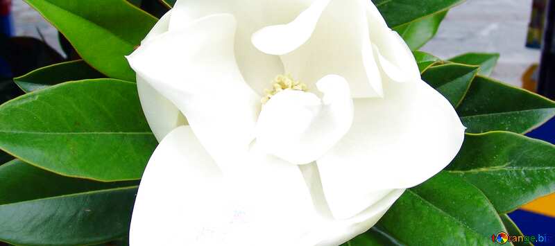 Обложка. Мясистый белый цветок на дереве.. №6977