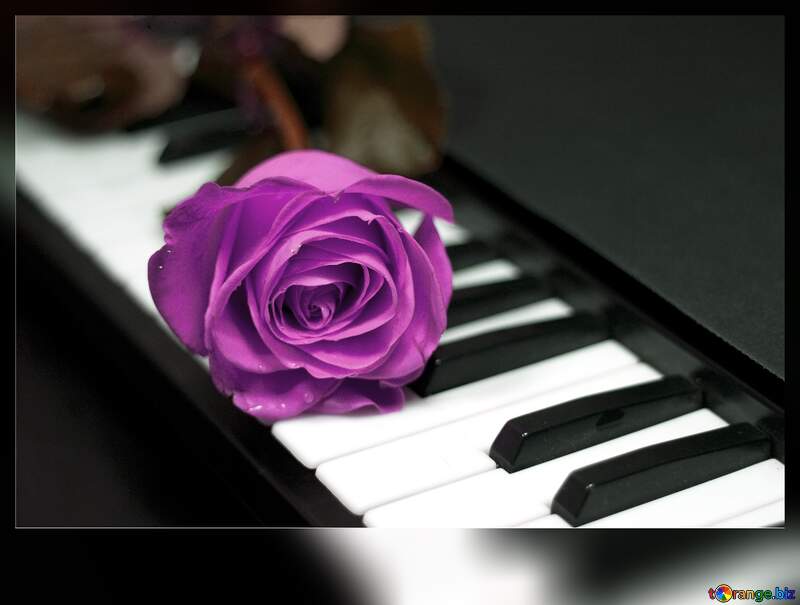Pink Rose flower  on piano keys blank card №7198
