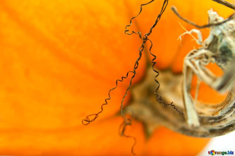 Curls pumpkin №5983