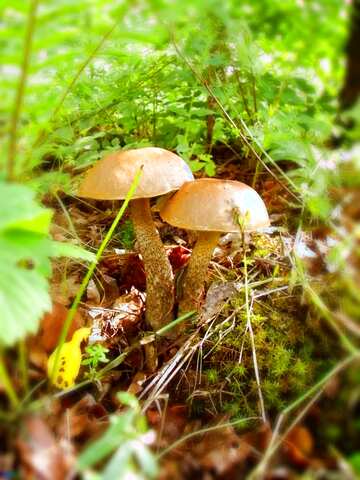 FX №57491 Mushrooms light blur frame