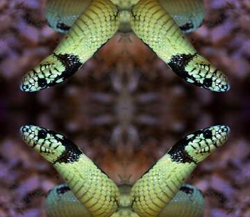 FX №57767 Banana snake pattern