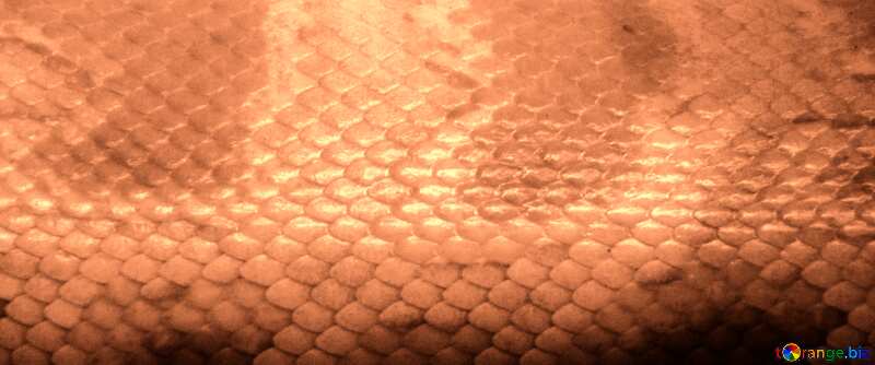 Abdeckung.  Beschaffenheit.  Schlange  Haut.  Tiger  Pythonschlange  Albino. №10163