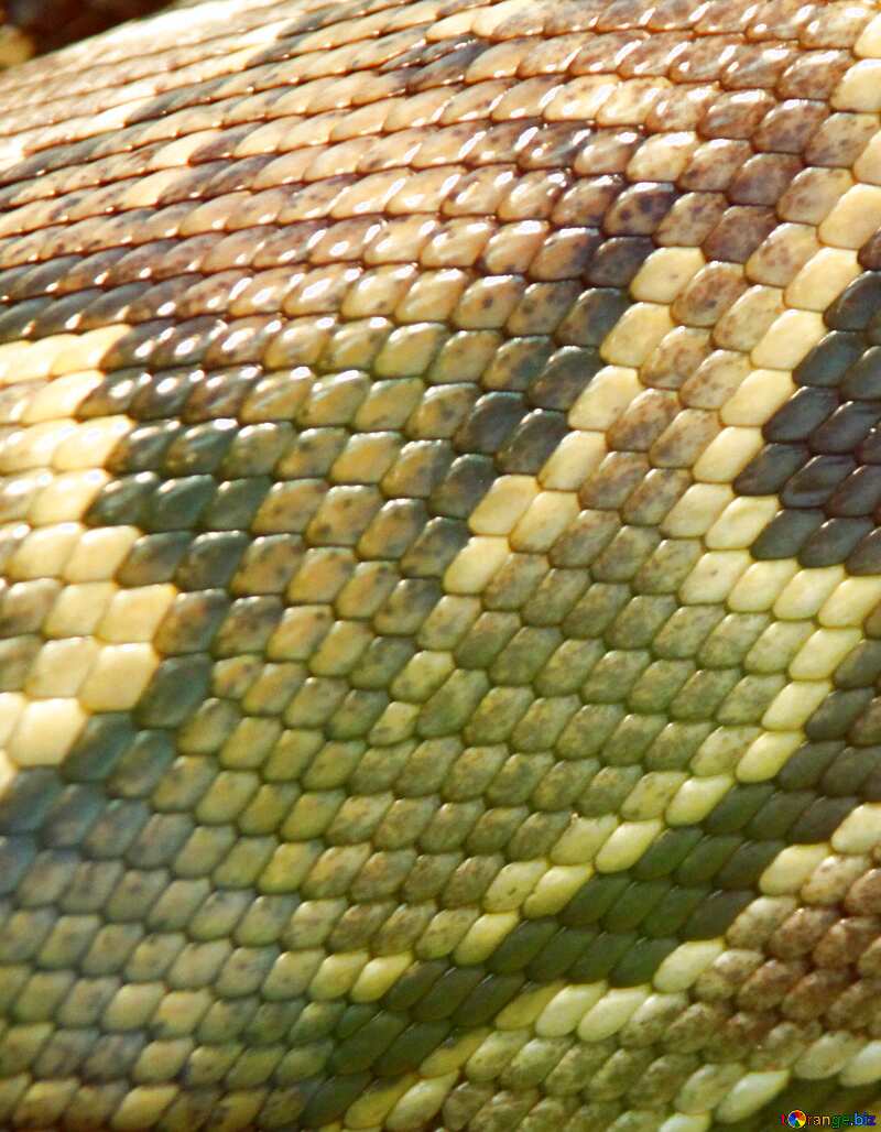 The texture. Skin  Python №10378