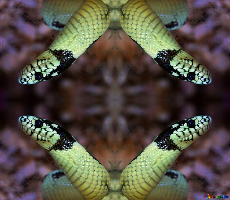 Banana snake pattern №10398