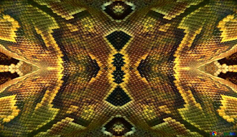 Snake Skin   pattern №10378