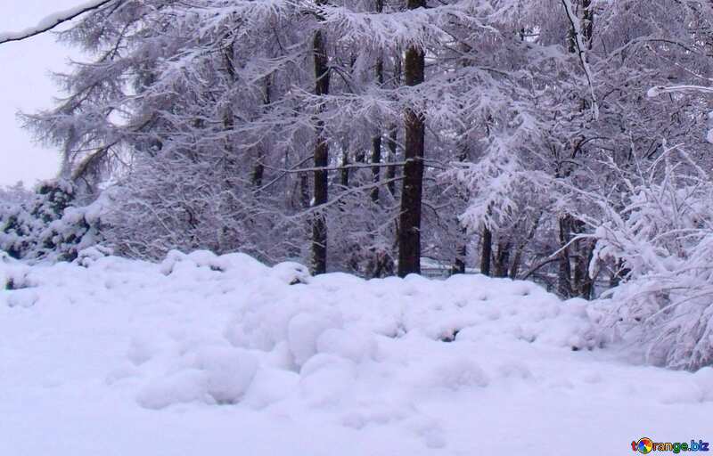 Winter forest snowy landscape №10530