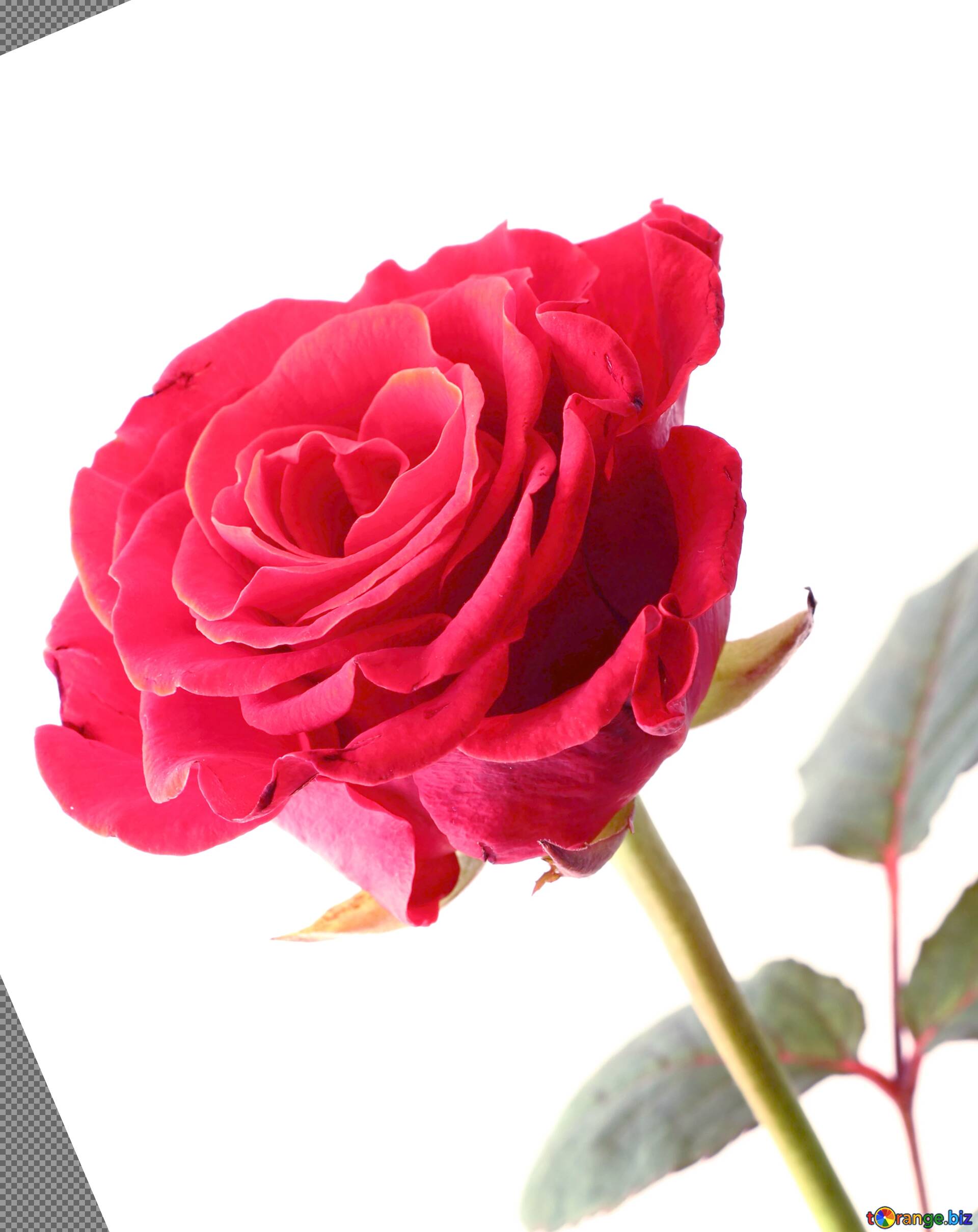 Một bông hoa hồng màu hồng tươi trên nền trắng sáng lộ ra vẻ đẹp tinh khôi và nhẹ nhàng. Hãy chiêm ngưỡng hình ảnh này và cảm nhận sự tinh tế của nó.