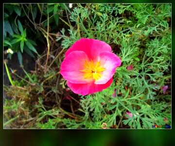 FX №58162 Pink Flower, Rosa Blume