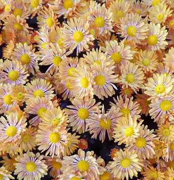 FX №58150 Chrysanthemums texture