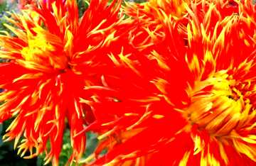 FX №58166 Abdeckung. Rote und gelbe Blume Dahlie.