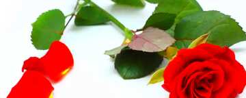 FX №58572 Abdeckung. Hintergrund der Postkarten auf weißen Blütenblättern der rose und rose.