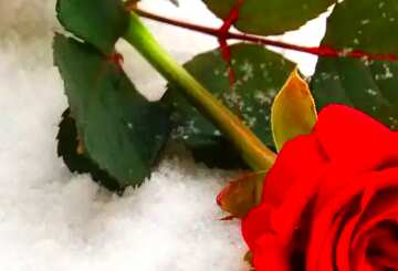 FX №58616 Abdeckung. Rose im Schnee.