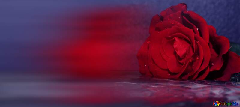 Rose reflection water agua blur blue left side banner template №16915