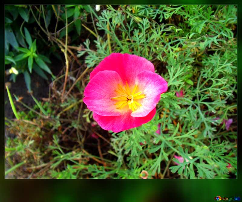 Pink Flower, Rosa Blume №14278