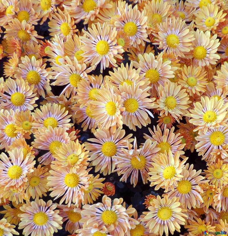 Chrysanthemums texture №14214