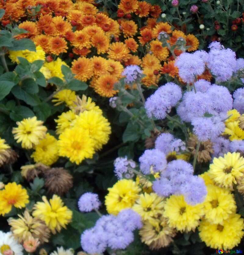 Bild für Profilbild. Herbst Blumen. №14296