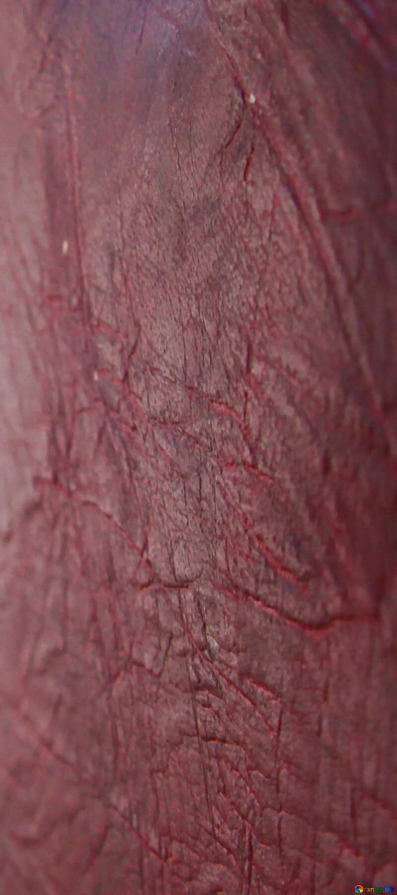 Texture  door skin №1694