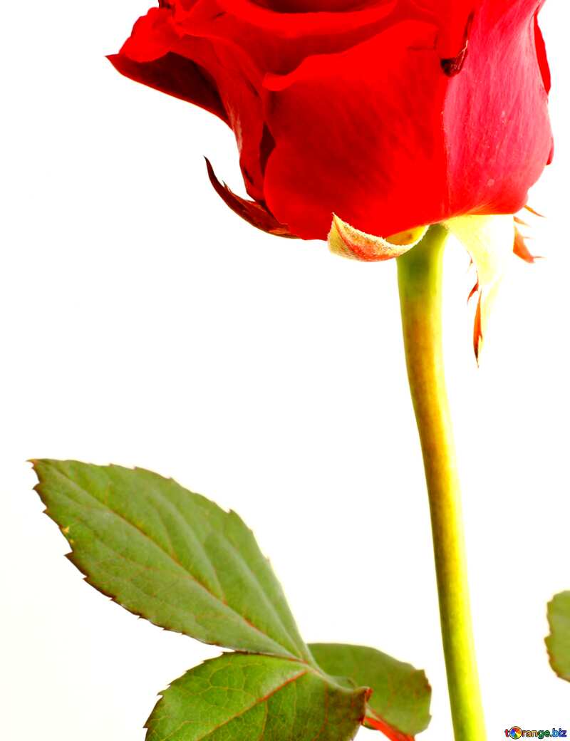 Abdeckung. Rote Rose Blume. №17044