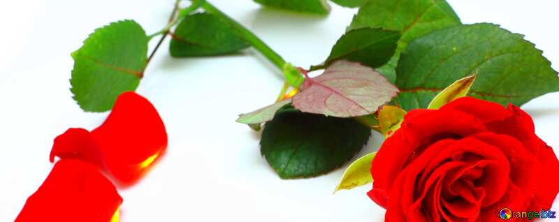 Abdeckung. Hintergrund der Postkarten auf weißen Blütenblättern der rose und rose. №16842