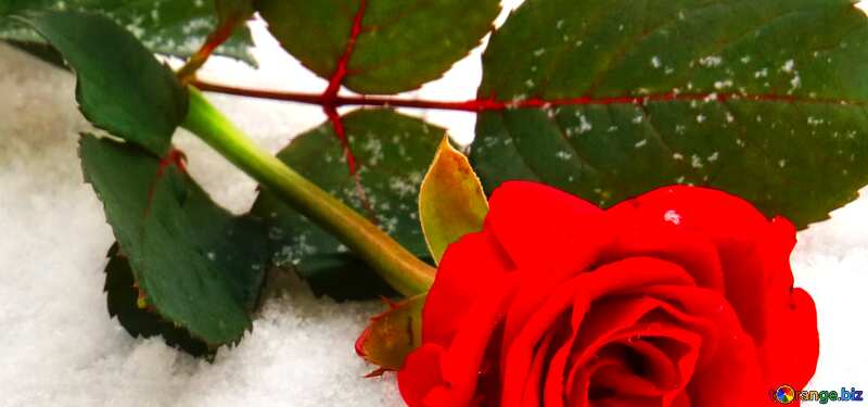 Abdeckung. Rose im Schnee. №16924