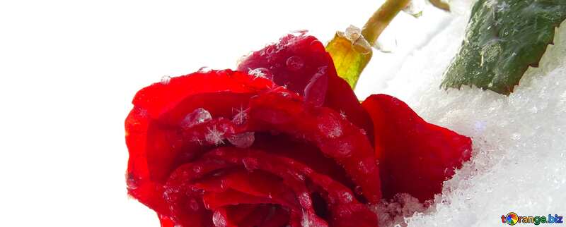 Abdeckung. Wunderschöne Rose im Schnee. №16985