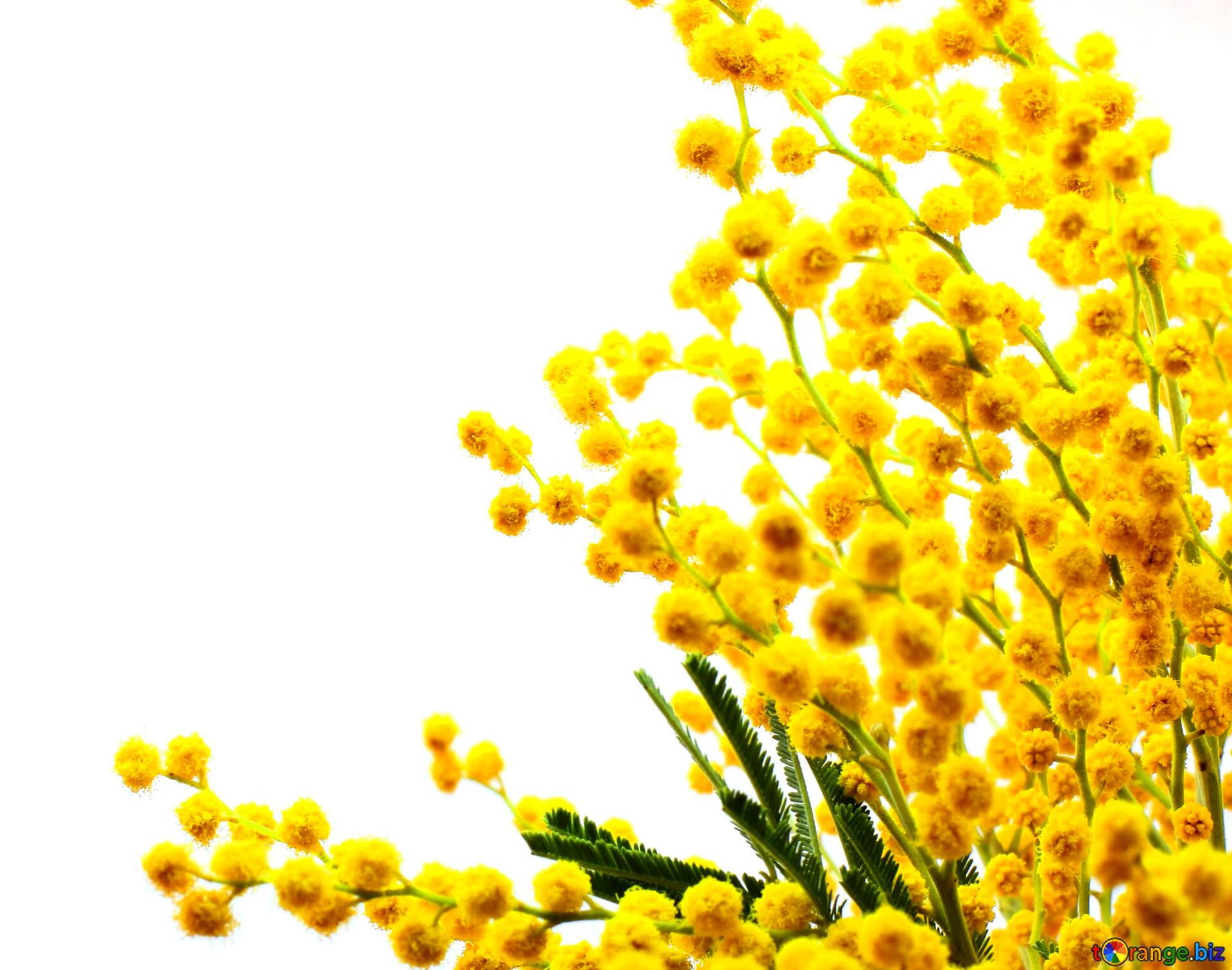 Мимоза на прозрачном фоне. Мимоза цветок. Ветка мимозы. Желтые цветы веточкой. Мимоза цветок на прозрачном фоне.