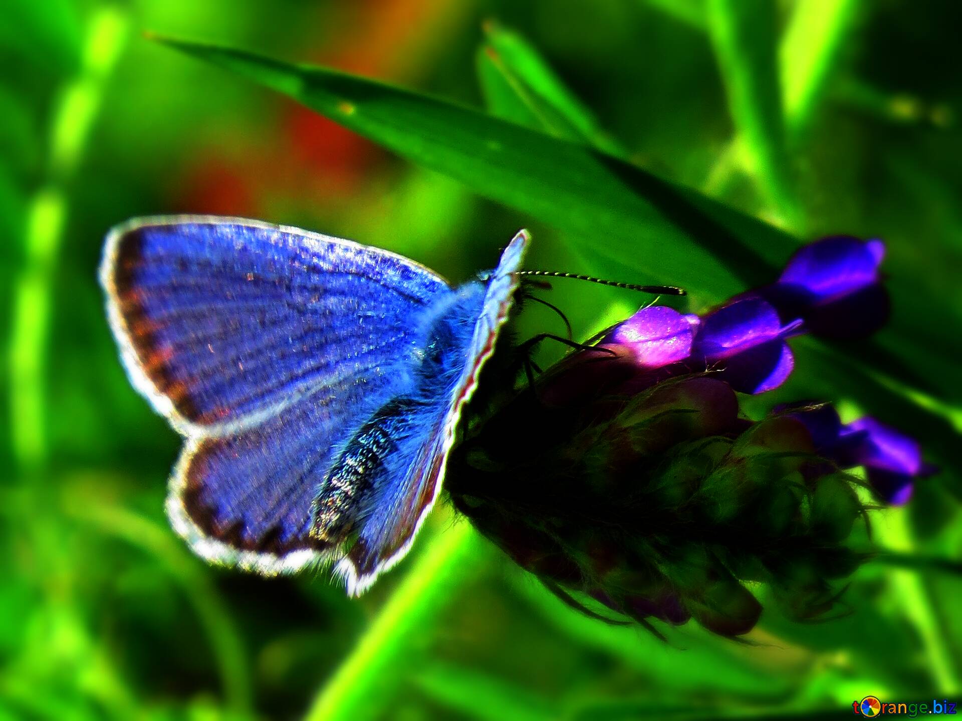 Download free picture Blue butterfly on flower on CC-BY License ~ Free  Image Stock  ~ fx №59795