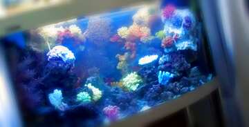 FX №59382 Marine Aquarium blur frame